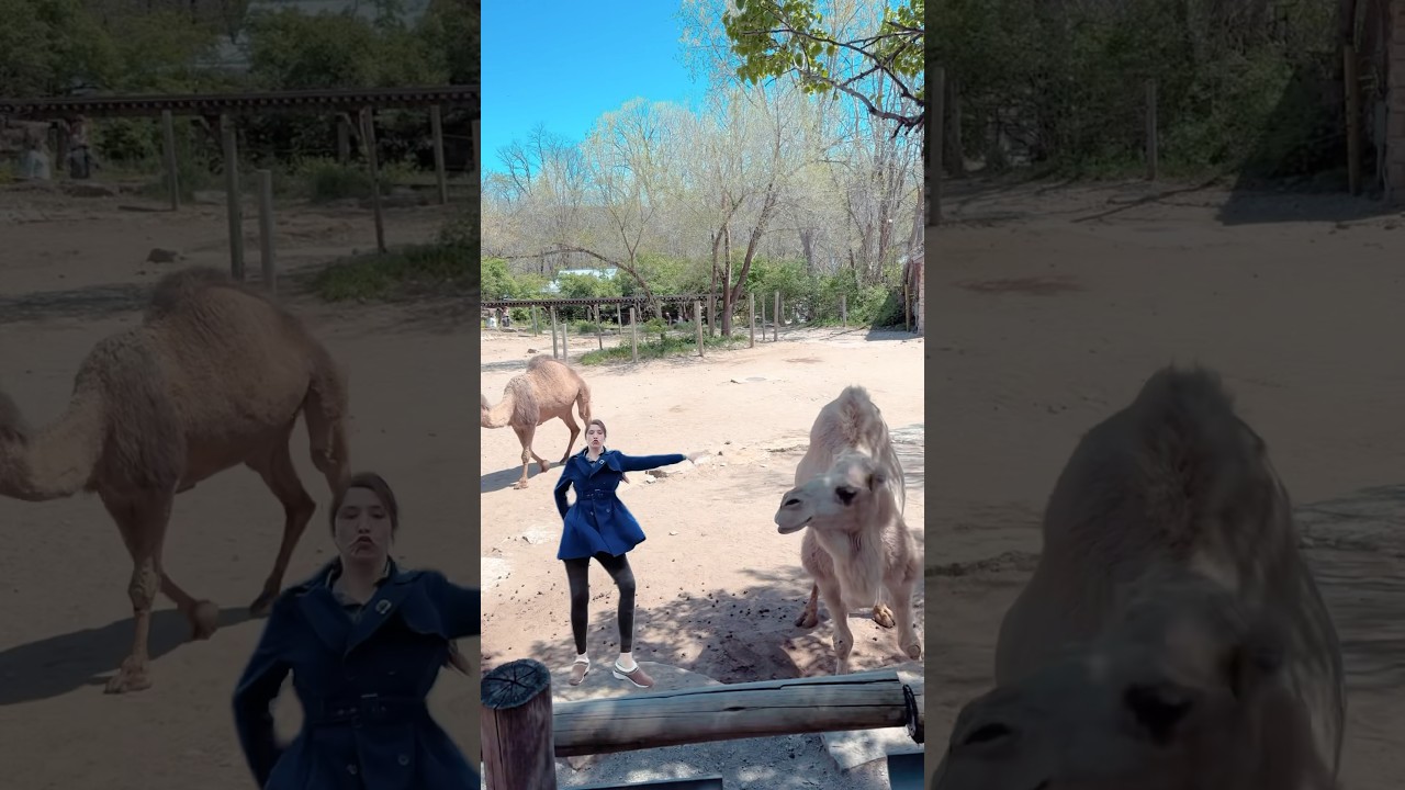 Desert Dance with Camels: Grooving to Beyonc&eacute;&rsquo;s &ldquo;Jolene&rdquo;🐫🎶