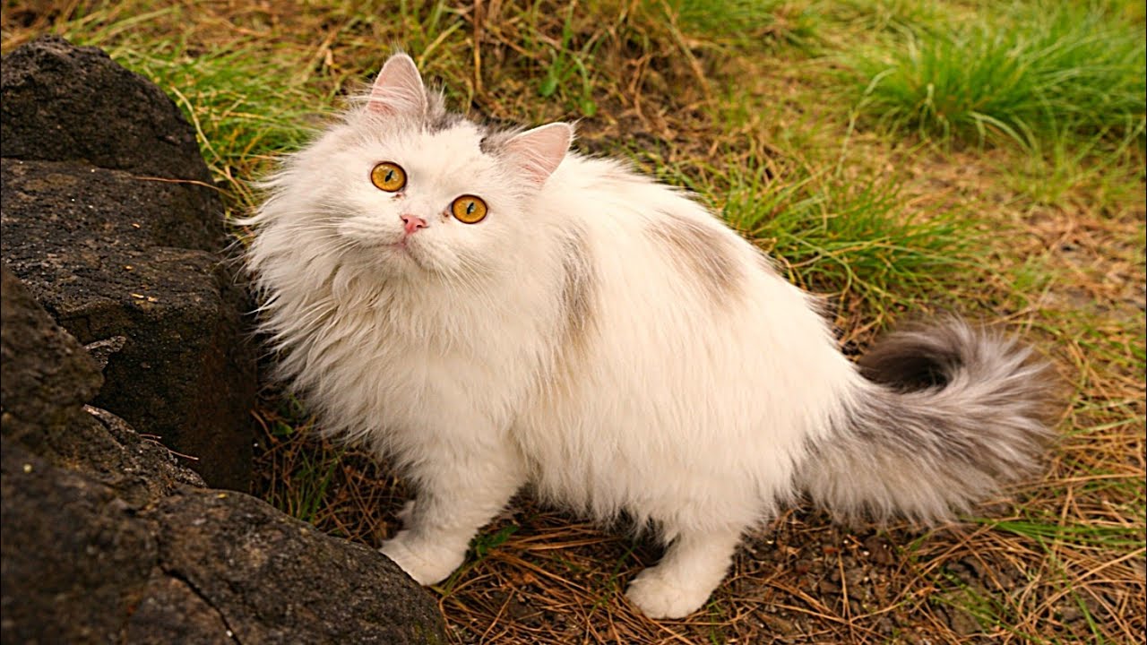 This Mother Cat Walked Gently Through the Forest With Her Kittens ❤️🐱