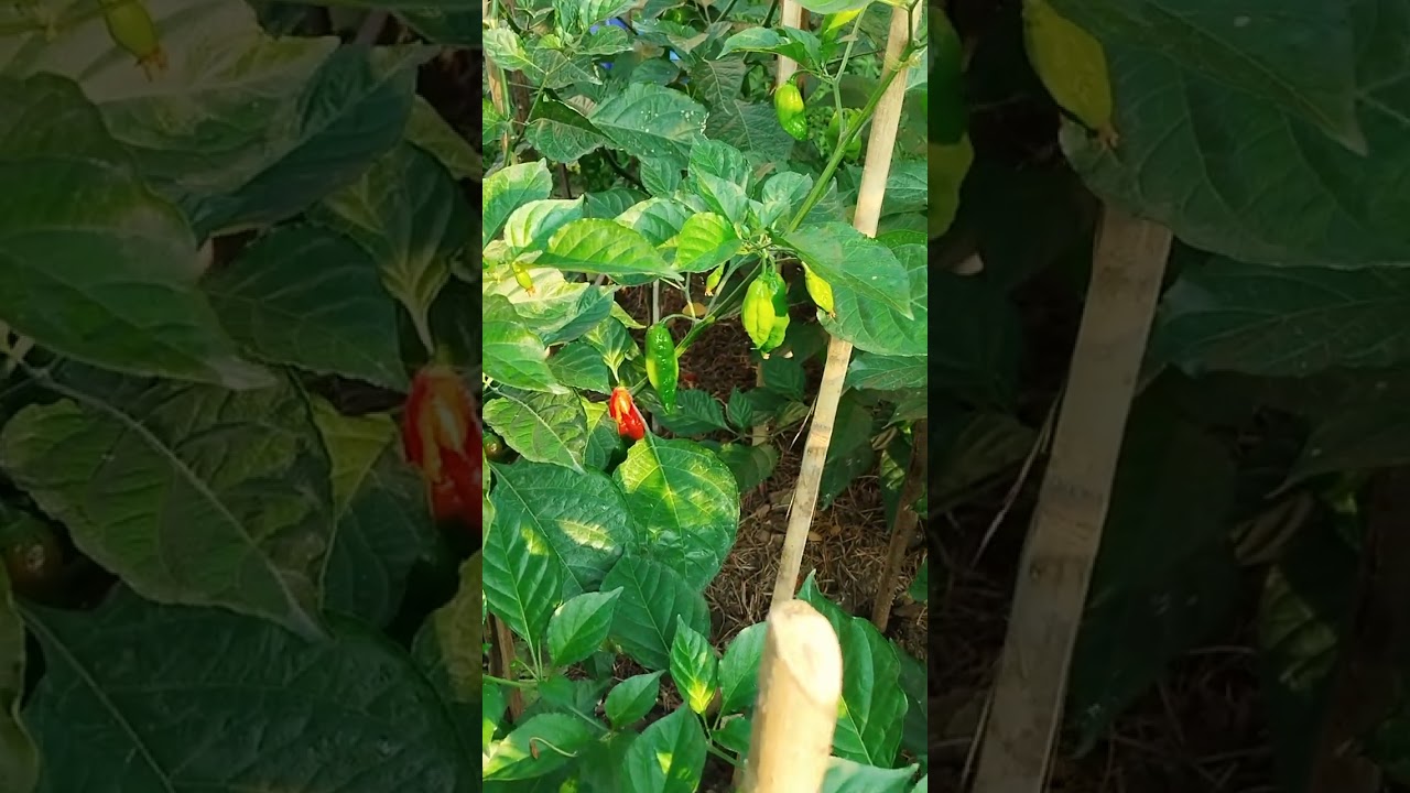 အော်ဂဲနစ် ကုလားအော်ငရုပ်ပင်လေး#garden #nature#smallscalefarming #pepper 