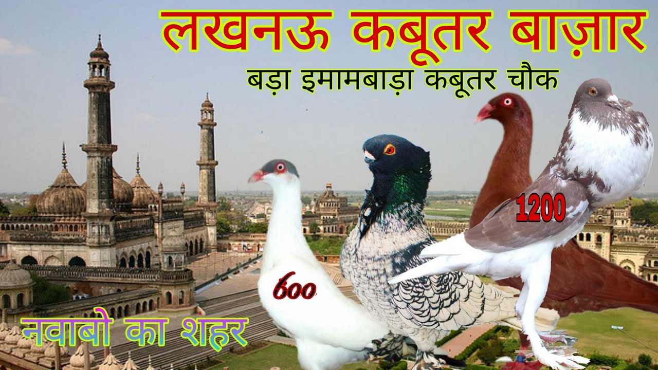 Kabootar Market Lucknow 06-03-2022. लखनऊ कबूतर बाज़ार। बड़ा इमामबाड़ा कबूतर चौक लखनऊ।