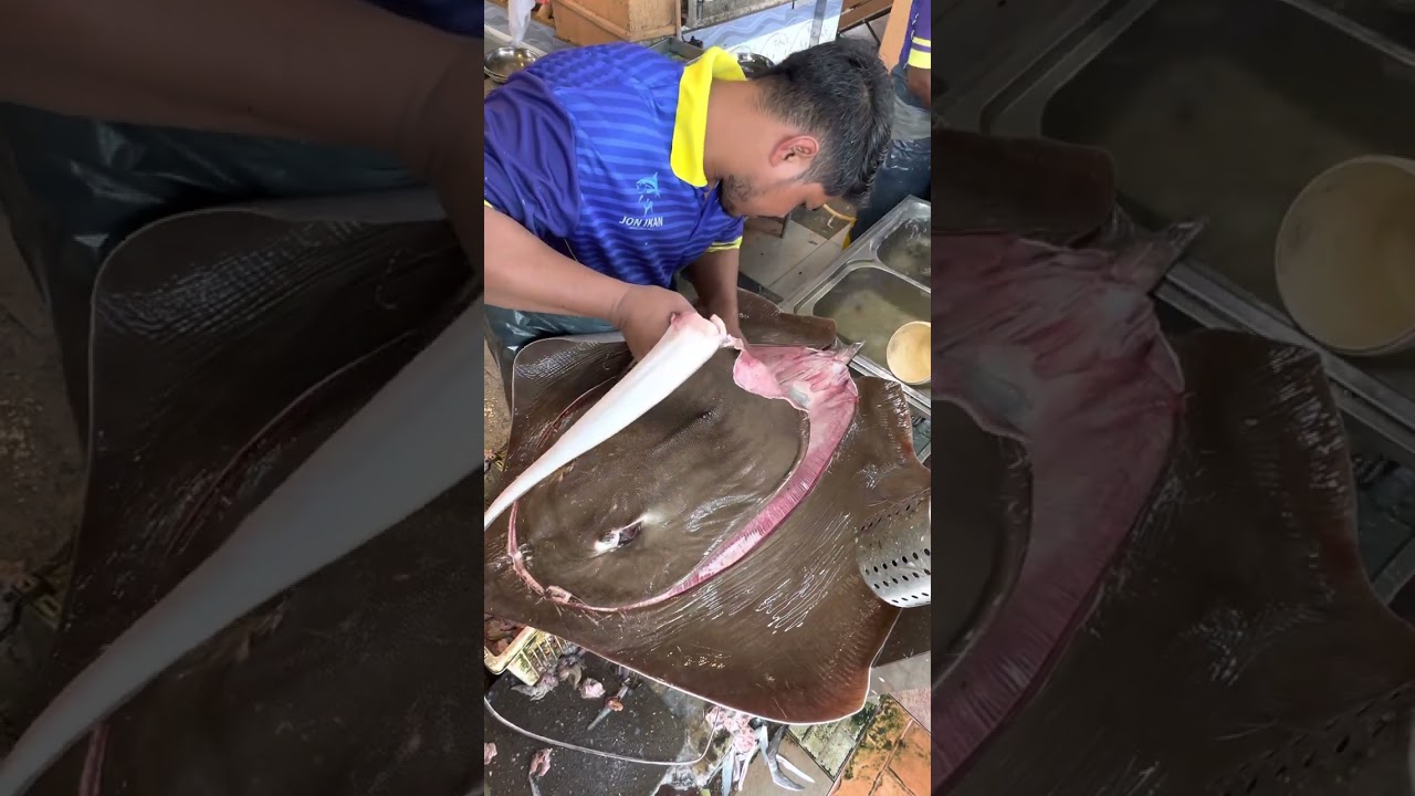 !!! IKAN PARI BERAT 60 KG !!!