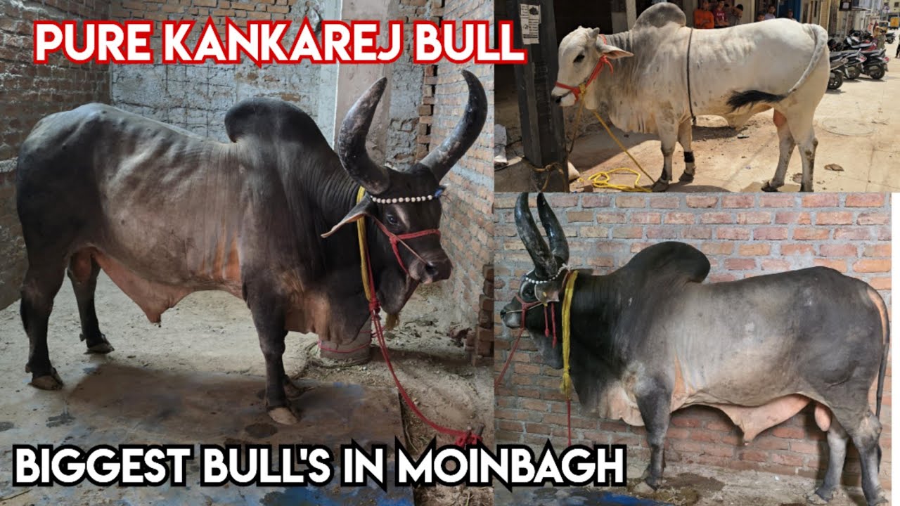Pure kankarej bull in Hyderabad | Biggest bull's in moinbagh | bade janwar available in Hyderabad