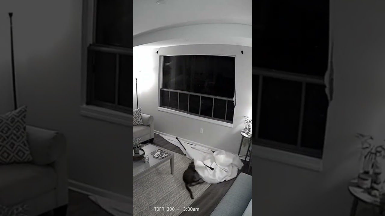 clumsy cat epic fail🤣