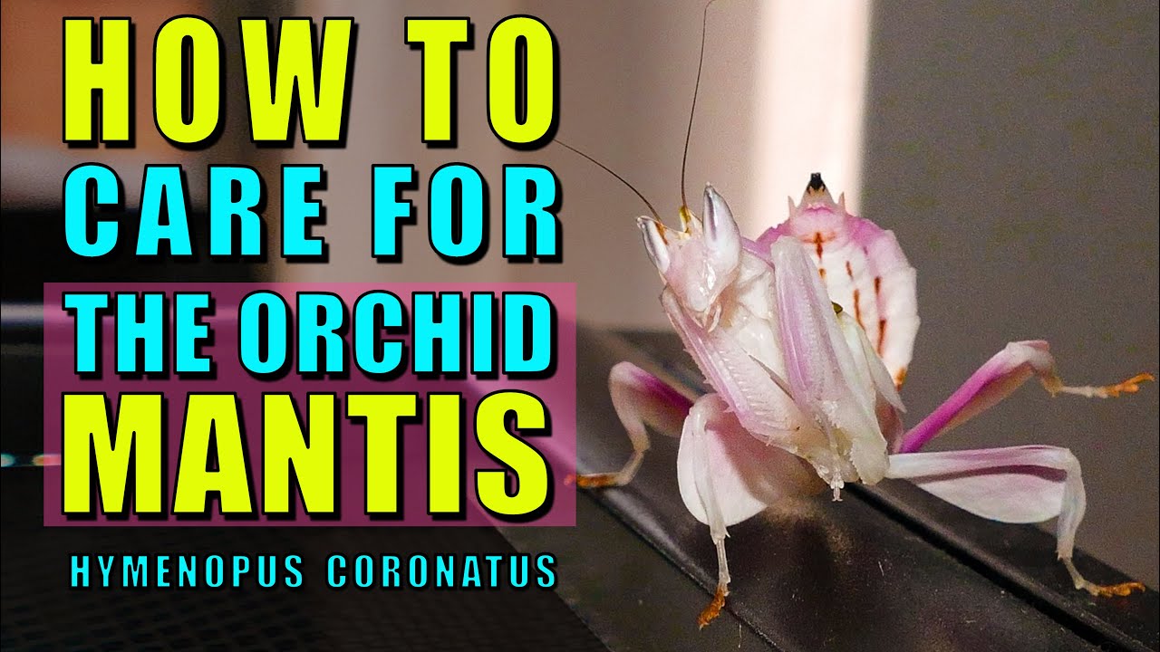Hot to keep the Orchid Mantis - Hymenopus coronatus