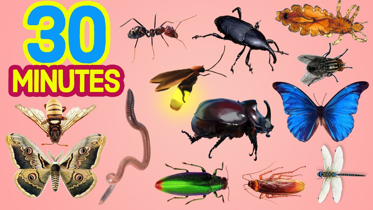 Berkeley's World 30 Minutes Insects IN ENGLISH