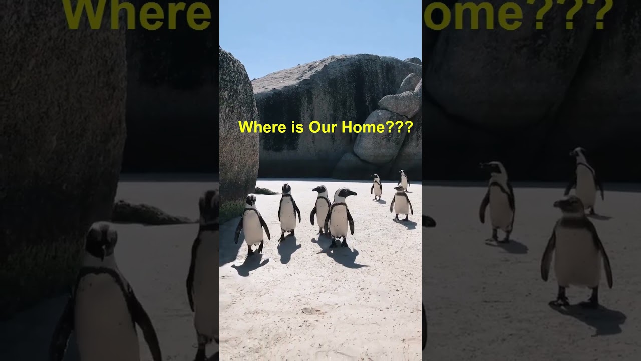 Where is Our Home #homeless #penguin #funnyanimals