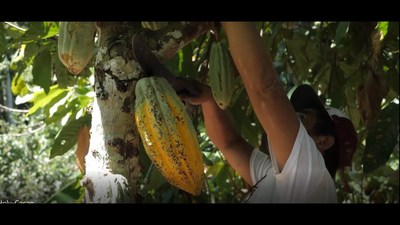 הולי קקאו - Holy Cacao