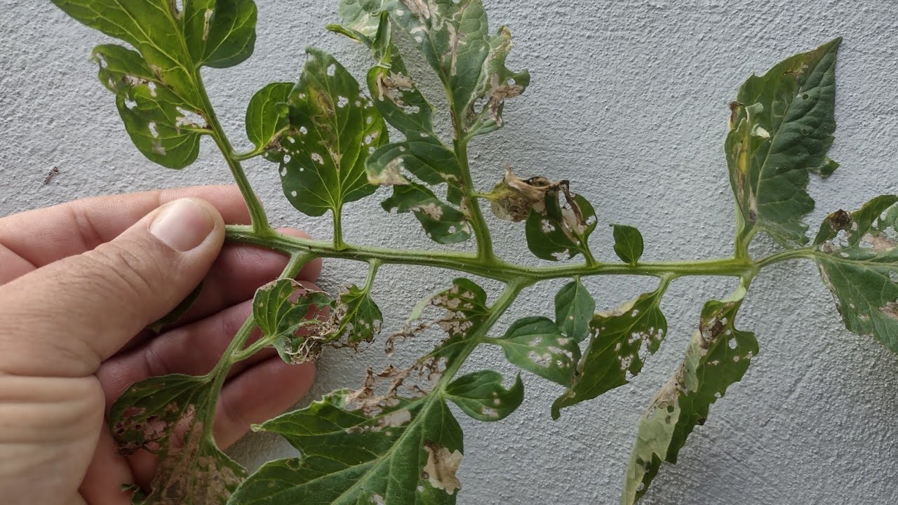 Como prevenir a traça do tomateiro nas folhas e fruto @Marcos Brugneroto