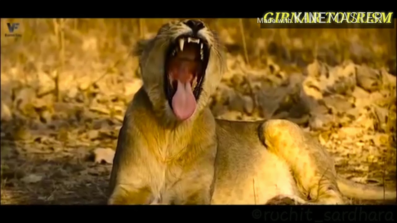 Namie Girnar | lyrics video | junagadh song | ruchit sardhara