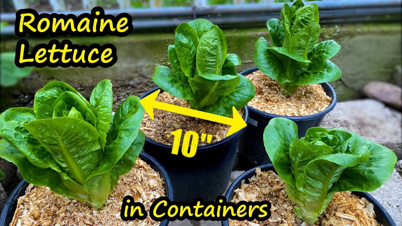 Growing Lettuce in Containers (Romaine Lettuce from Seed) - Container Garden