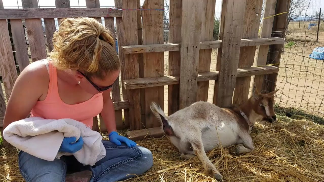 Mayo Giving Birth! Nigerian Dwarf Goat and her kids - WARNING GRAPHIC!