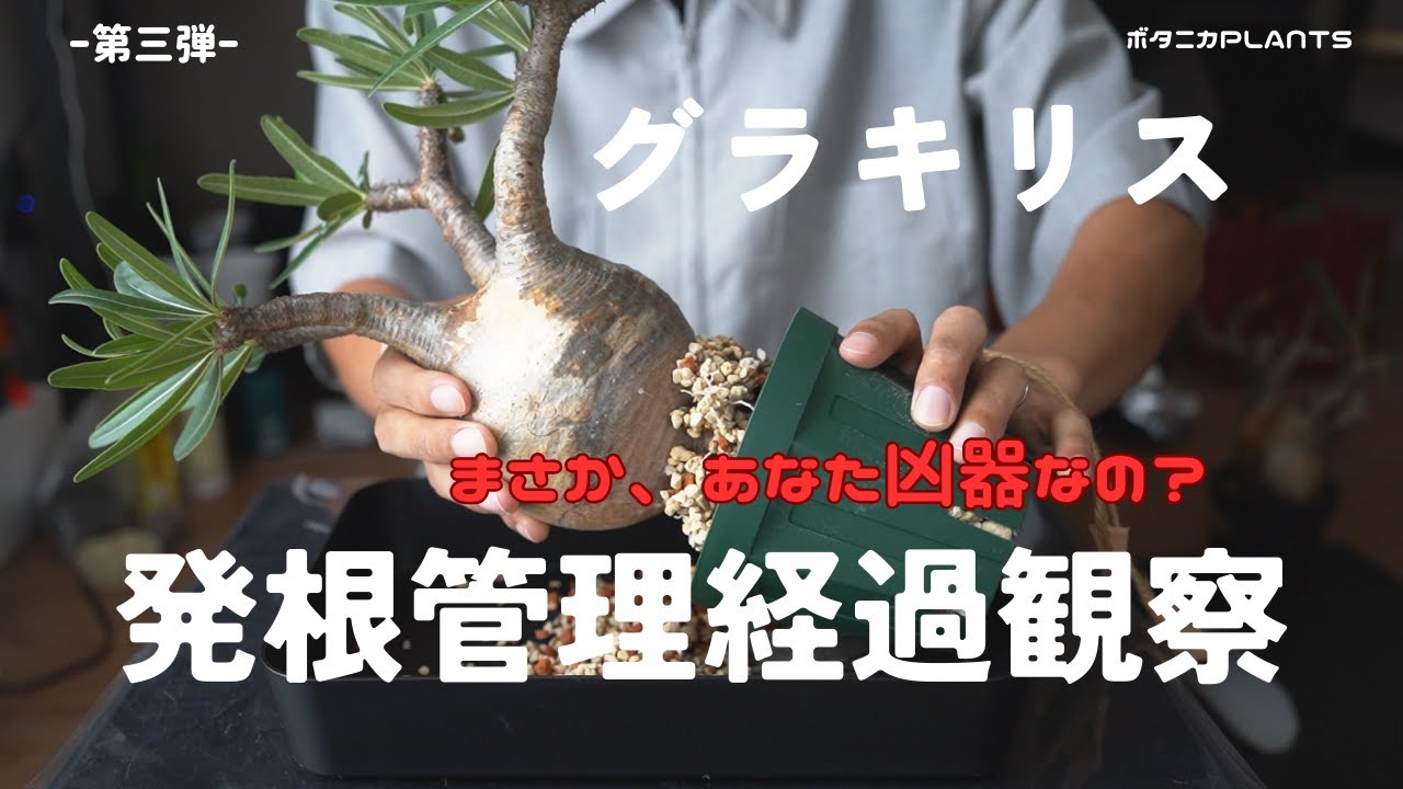 新入り登場？ グラキリス発根管理 経過観察 part03｜Pachypodium gracilius Caudex