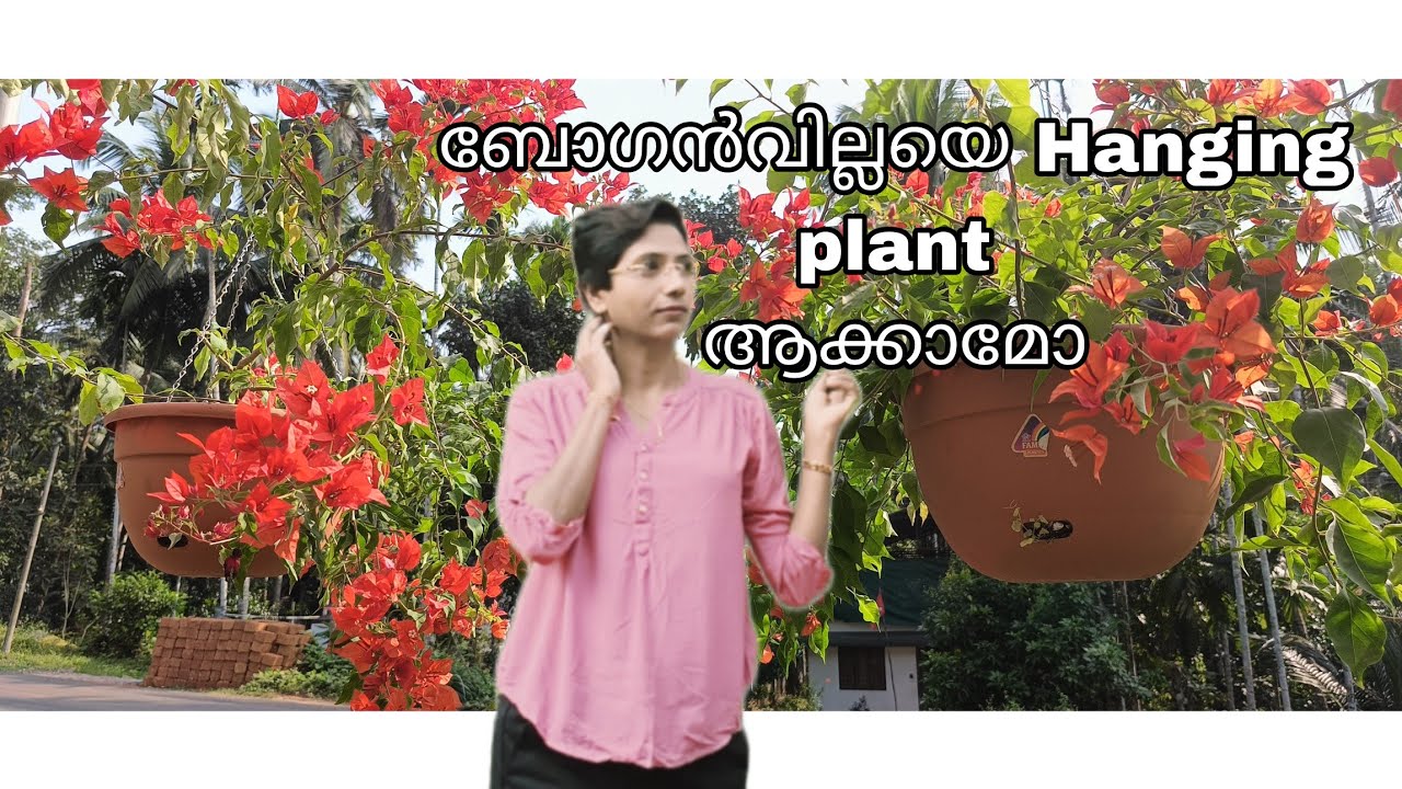 How to make an amazing hanging Bougainville
