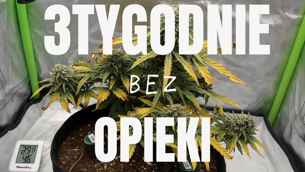 SZOKUJĄCE OTWARCIE GROWBOXA 🔥