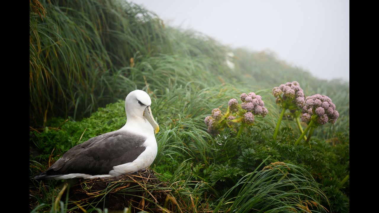 Rewilding New Zealand&rsquo;s Islands for Native Wildlife