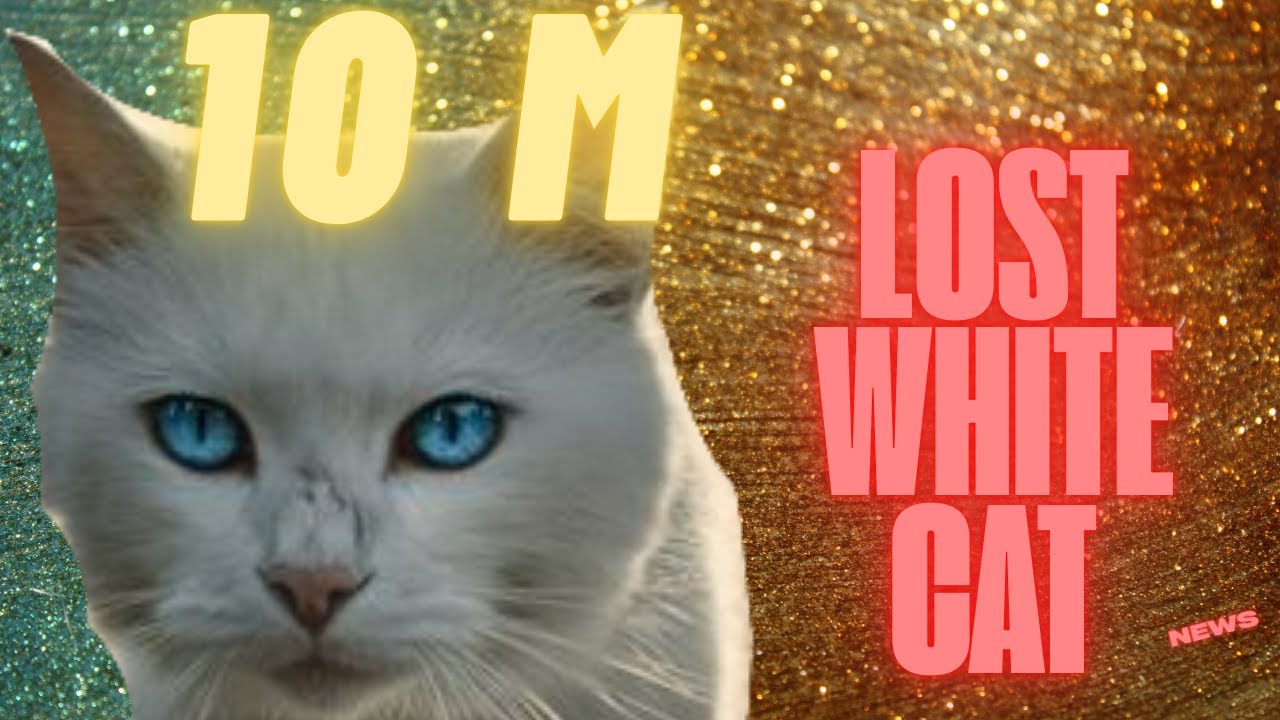 She Lost Her Kittens in the City… | What Happened Next Will Break Your Heart