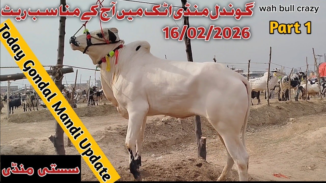 Today Gondal Mandi Attock 16/02/2026 Latest Fatehjangi Rate's Update( @Wahbullcrazy )Qurbani 2026.27