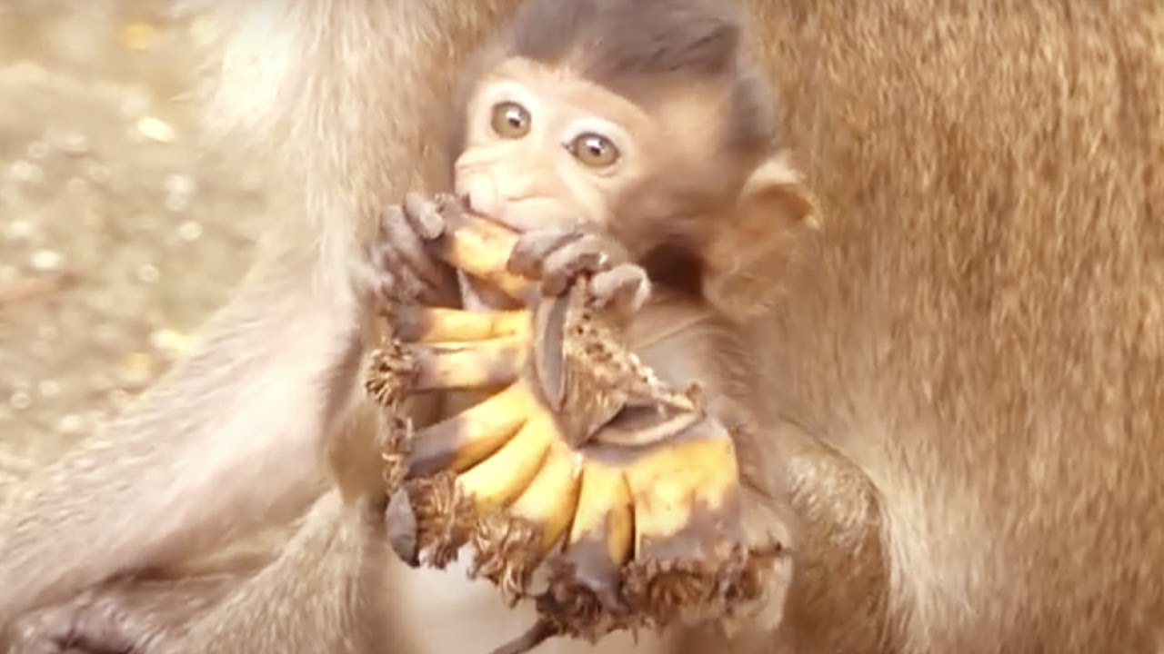 Most pitiful baby monkey Vegan looks very hungry grab a bananas bunch to eat