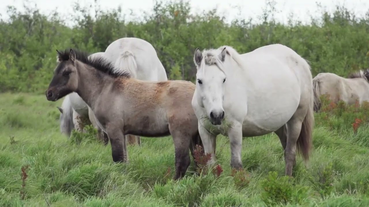 Documentary-197 | Pleistocene Park | EMIPACT Foundation