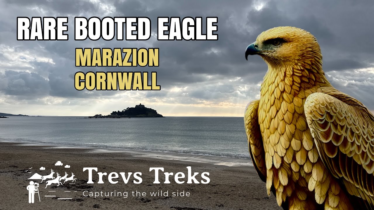 Rare Booted Eagle search Marazion Cornwall RSPB Marazion Marsh Bird watching & Photography