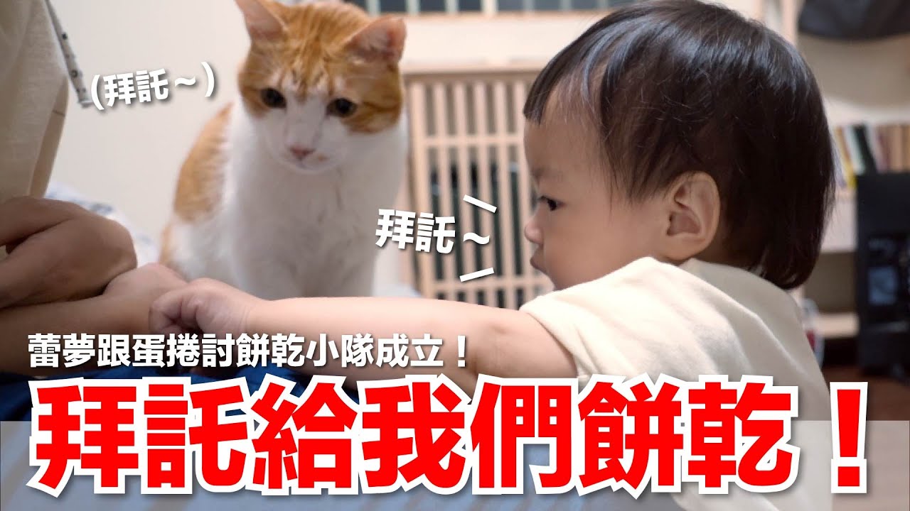 【好味小姐】拜託給我們餅乾｜好味貓日常EP125