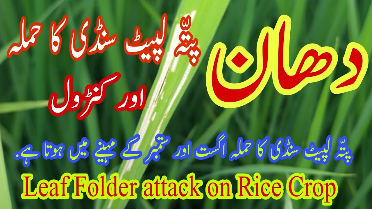 Leaf Folder attack and control in Rice | دھان فصل پر پتّہ لپیٹ سنڈی کا حملہ اور مؤثر کنٹرول