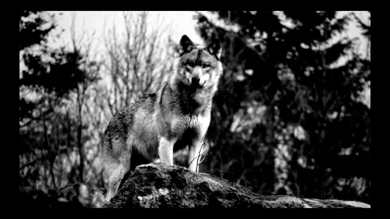 Simon Grab & Francesco Giudici - Forest Spirit [official video by Aline d'Auria]