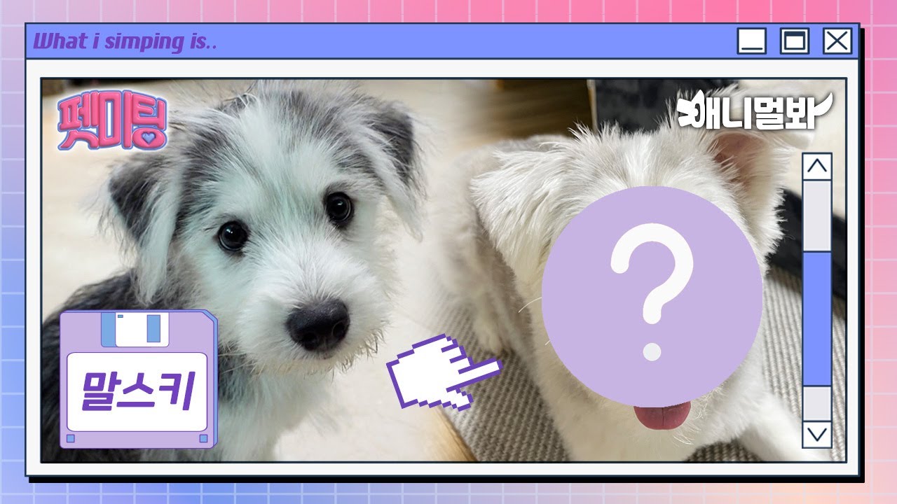 Мальтийская болонка X Хаски = Мальский 🐾 Обновление о собаках на миниатюре