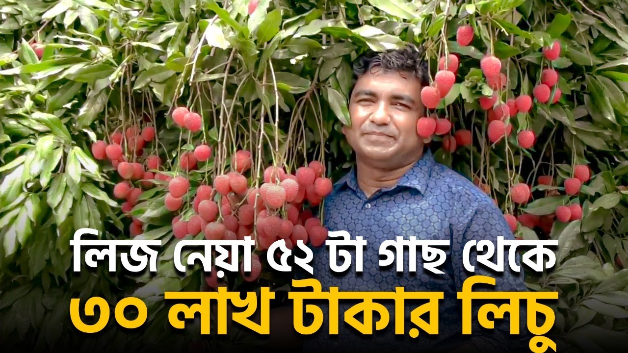 লিজ নেয়া ৫২ টা গাছ থেকে ৩০ লাখ টাকার লিচু