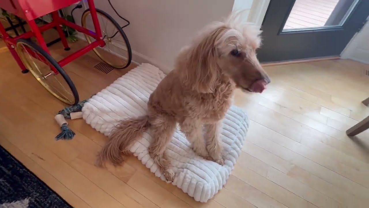 Barbara's Picks: FURTIME Large Dog Bed Review and Unboxing. Washable Cover. Senior Dog Comfort.
