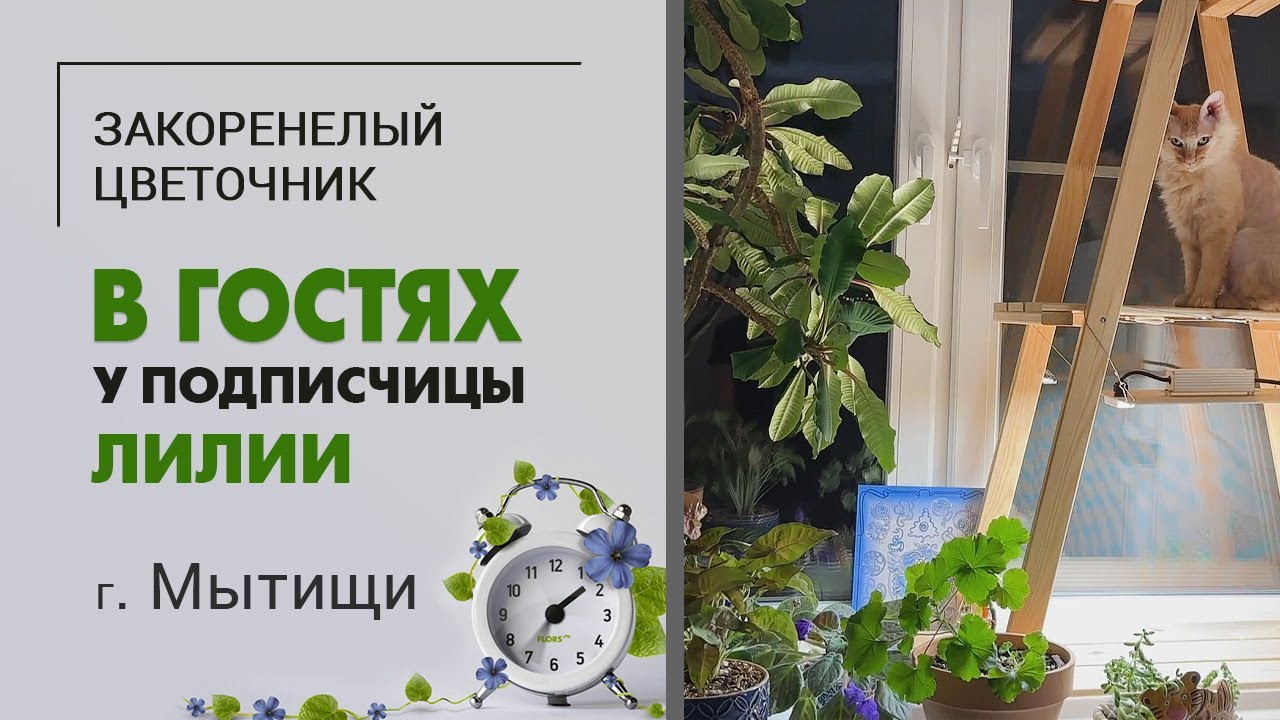 В гостях у Лилии. Подмосковные Мытищи, чудо-кот и растения, которые хотят гулять)