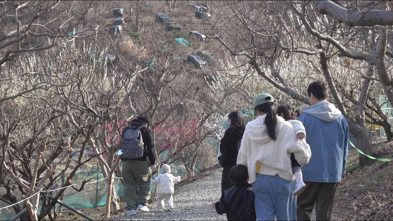 반짝 반짝 기장 매화원  2026.3.6.  박인석