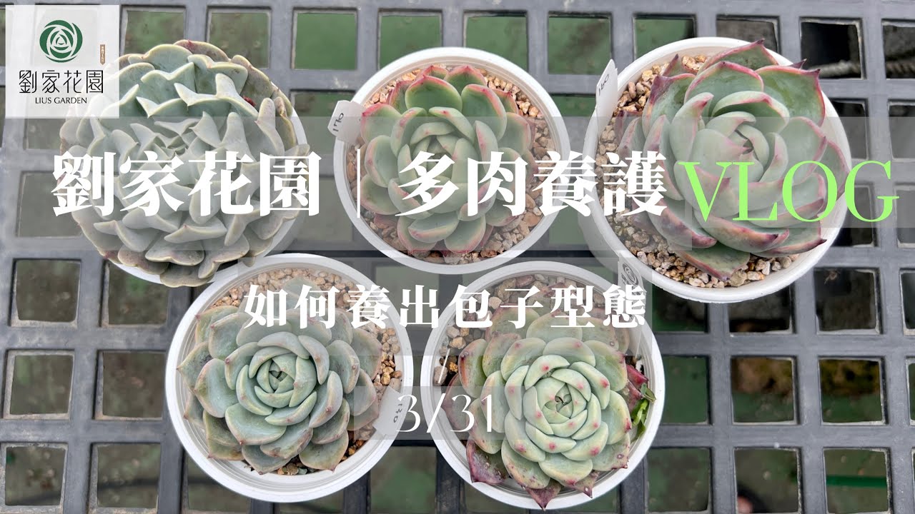 劉家花園—多肉植物養護系列｜如何養出包子型態的多肉植物？ ｜⚠️度夏前的注意事項⚠️