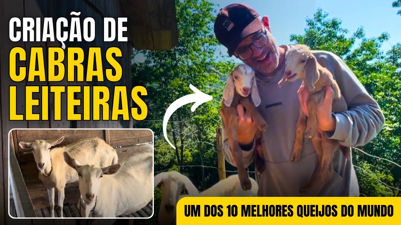 CABRAS LEITEIRAS SAANEN E ANGLO-NUBIANA | LEITE DE CABRA E SEUS BENEFÍCIOS | CAPRIL | QUEIJO CABRA