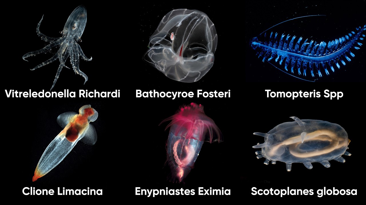 Every Strangest Transparent Deep-Sea Creature Explained