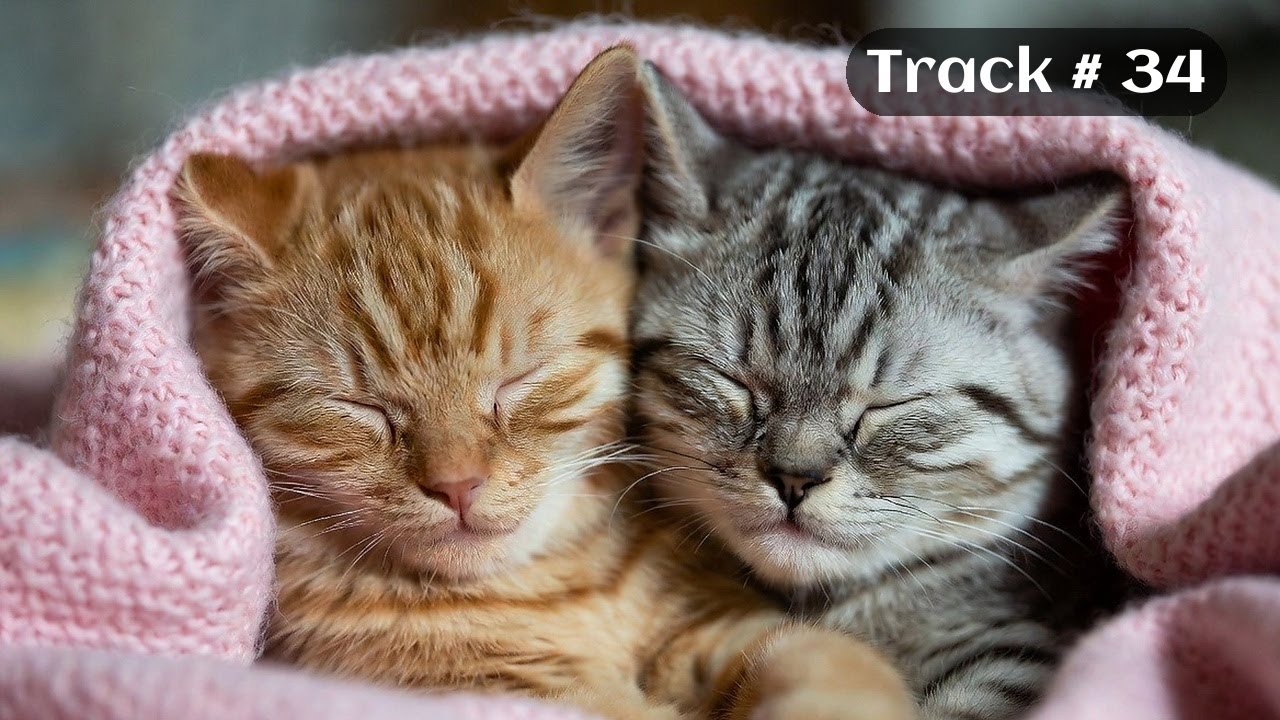 [Sleepy Cats Piano #34] Piano Music for Cat Lovers to Unwind
