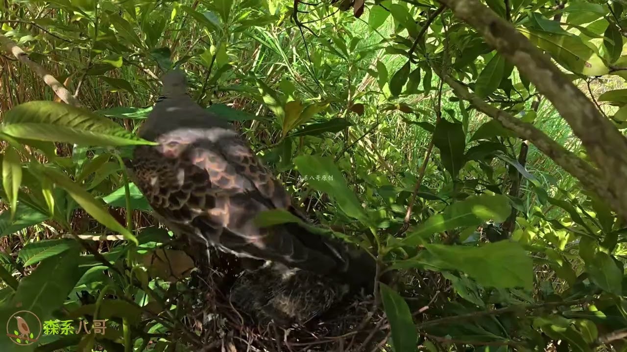 Parents take turns feeding the two young turtledoves—happy chicks, blessings to them.鸟爸鸟妈轮流回来喂养2只小斑鸠
