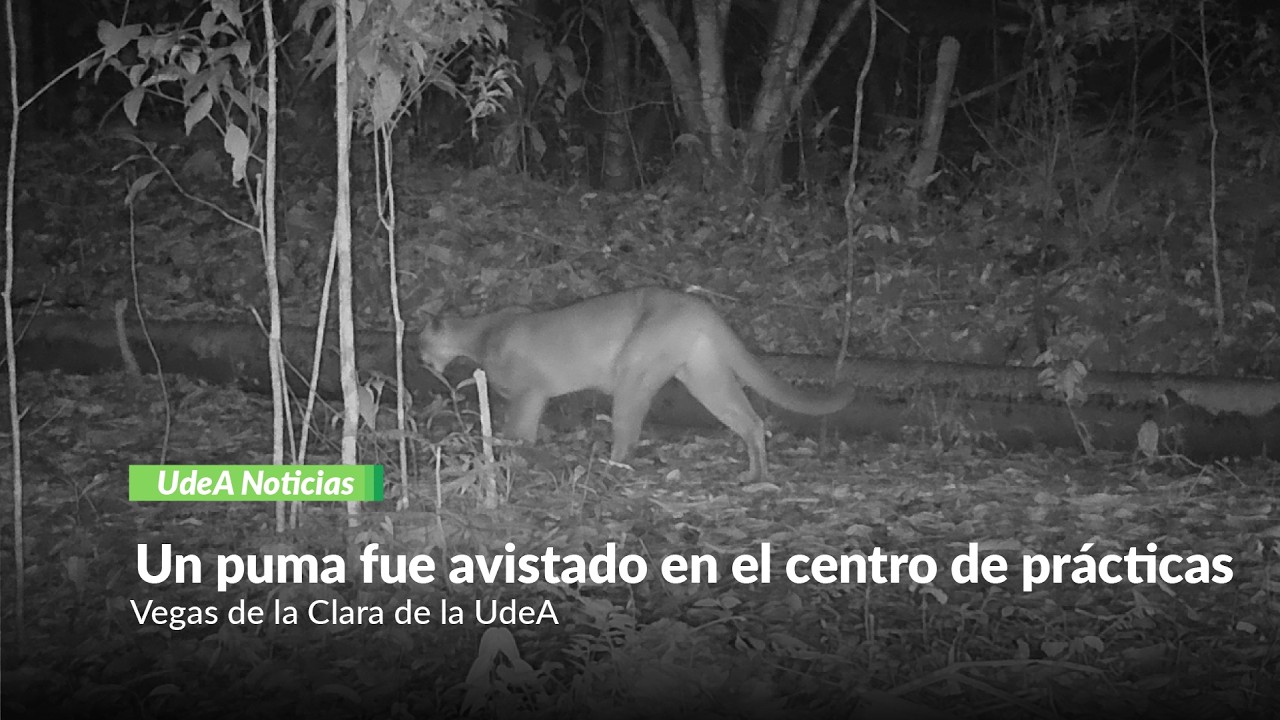 Un puma fue avistado en el centro de prácticas Vegas de la Clara de la UdeA