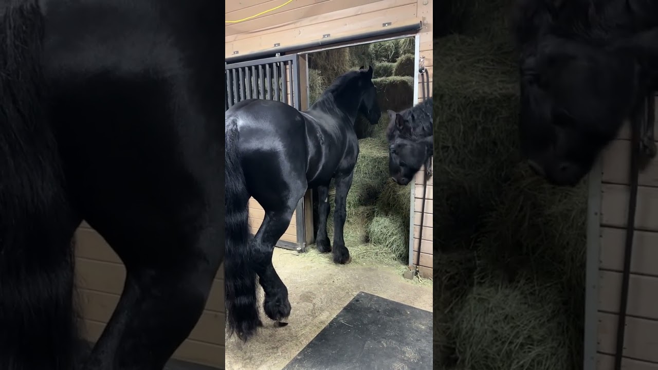 How I Get My Horses’ Coats So Shiny! 🤩