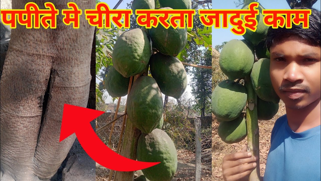पपीते मे यह चीरा करता जादुई काम / Papaya Bending / papaya tree / papaya ki kheti