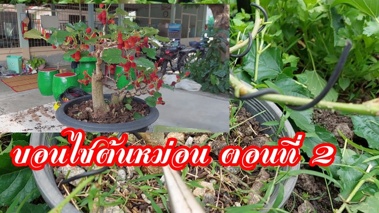 บอนไซสร้างได้ง่ายๆจากไม้ข้างบ้านริมสวน ตอนที่ 2 การคัดกิ่งมัลเบอร์รี่