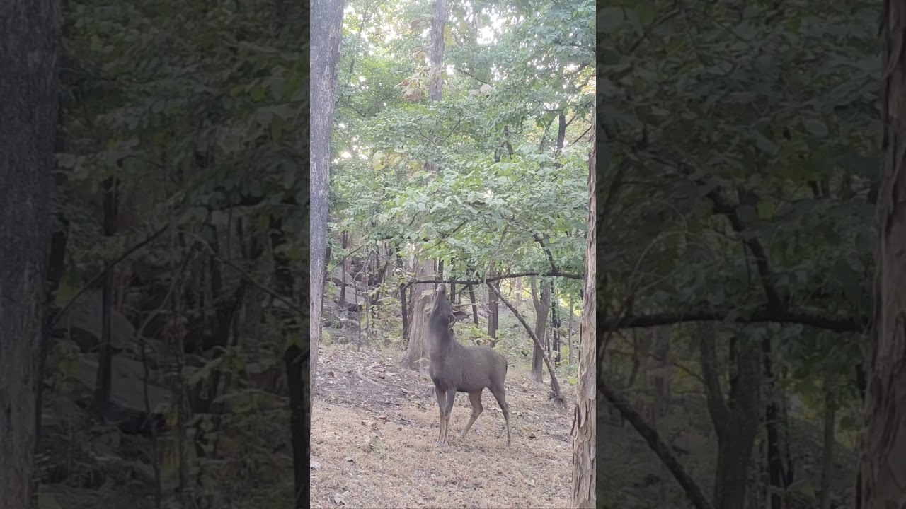 big male sabhar 🦌🦌 