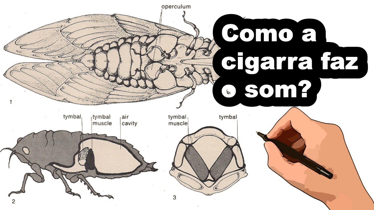 COMO A CIGARRA FAZ O SOM?