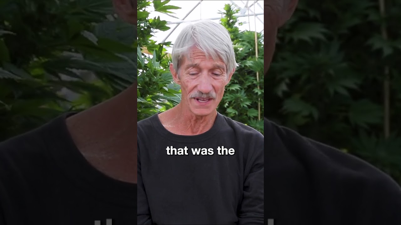 Psychedelic Weed  - Cannabis Breeder Captain Jack On What He Looked For In Cannabis Genetics