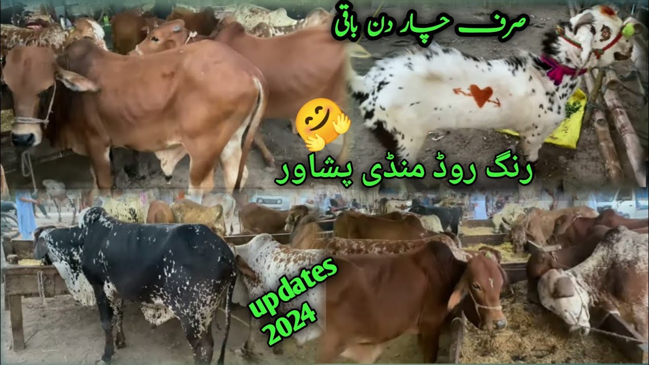 Peshawar ring road maveshi mandi new stock and rates 😍