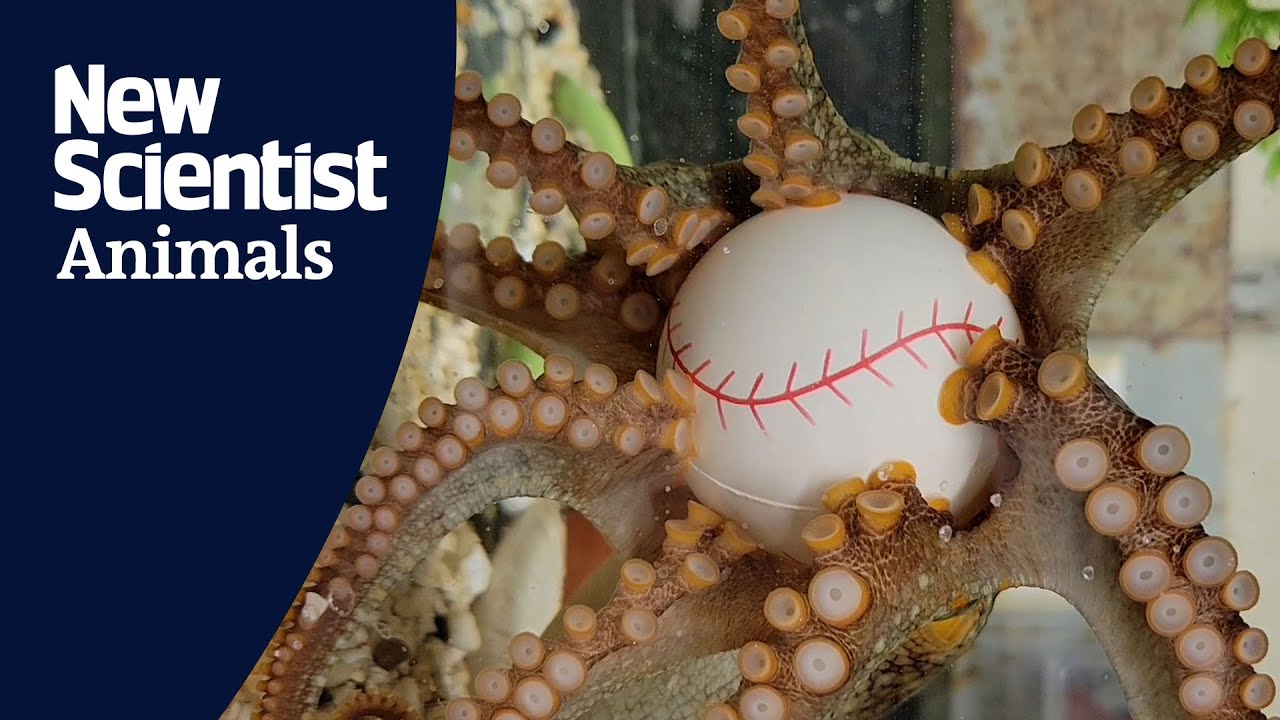 Octopuses eight arm dexterity may be due to a segmented nervous system