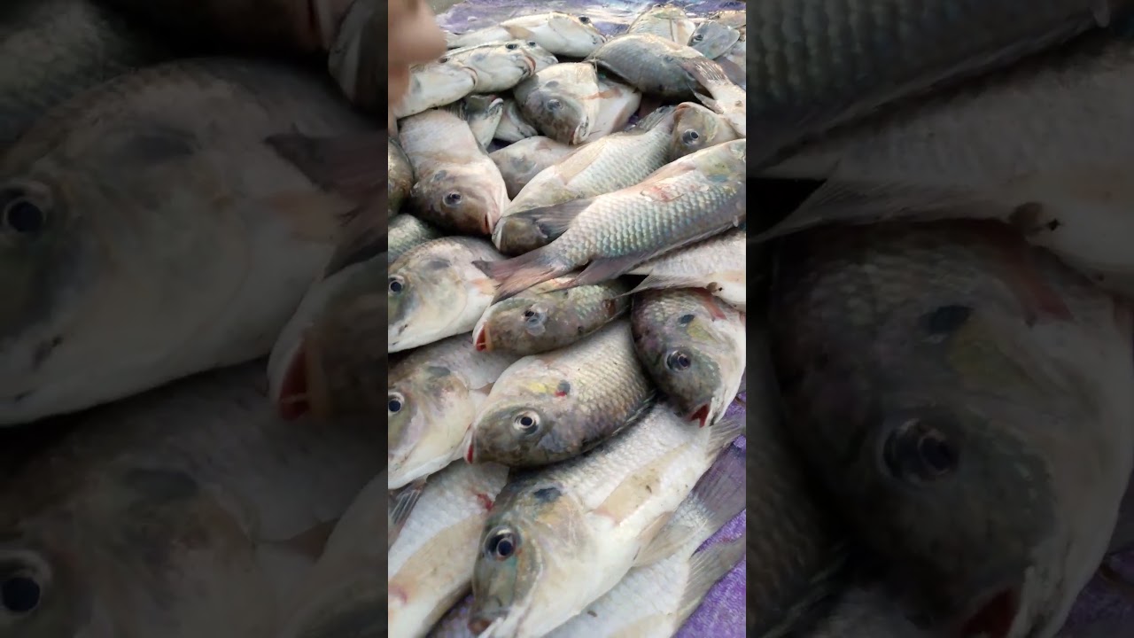 6 am subrang  fresh Ng fish sa C6 TAGUIG city