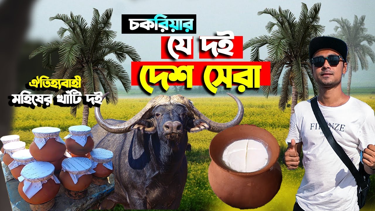 দেশ সেরা দই | চকরিয়া ইলিশিয়া লালব্রিজের ঐতিহ্যবাহী মহিষের খাঁটি দই Famous Buffalo Curd Bangladesh
