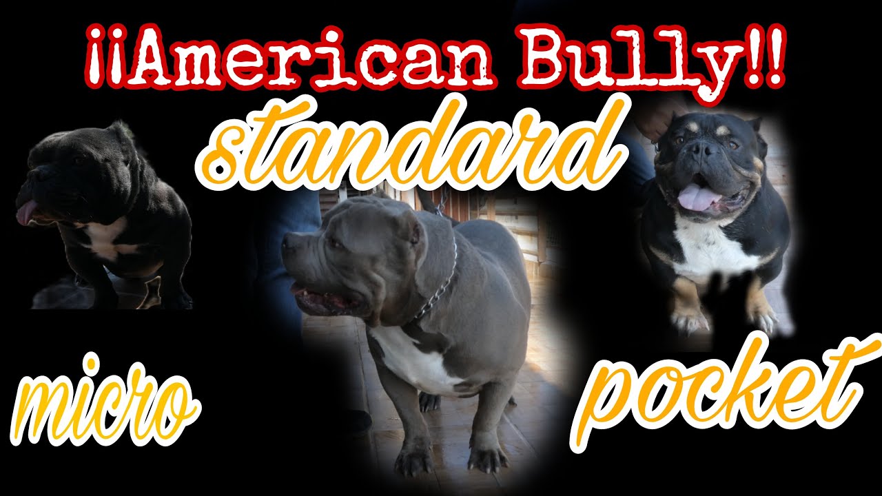 ¡¡LOS DIFERENTES TAMAÑOS DE UN AMERICAN BULLY!! PARTE 1 #americanbully #pittbull