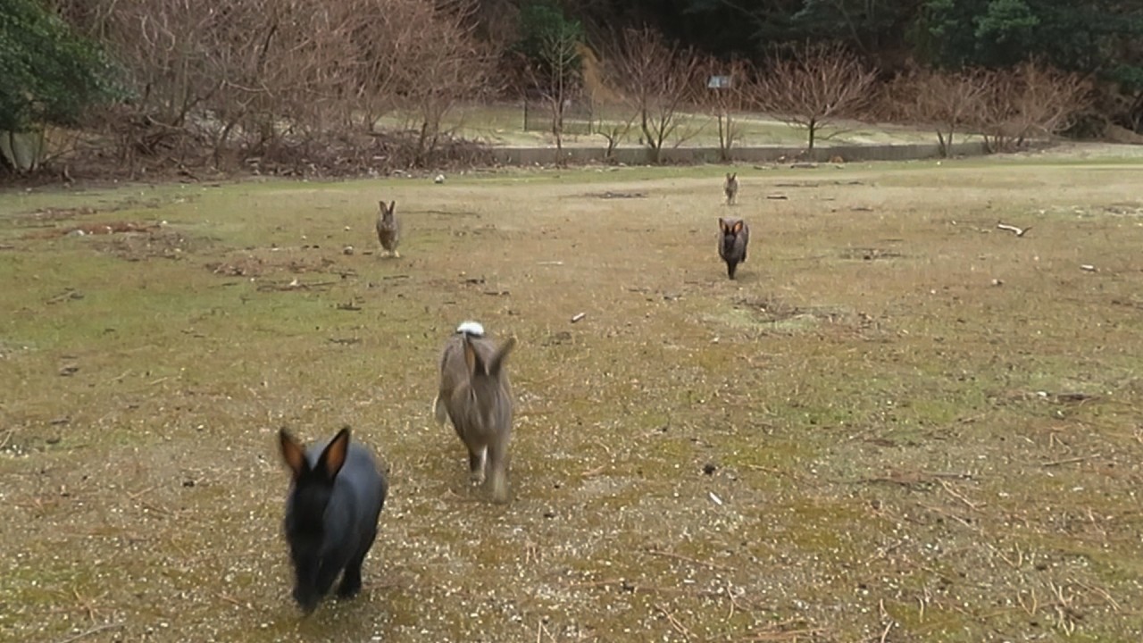 【 Rabbit Island 】皆、集まれ～！ ＼(^o^)／